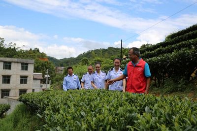 賀州稅務 稅惠賦能，助力茶香四溢 企業服務新篇章